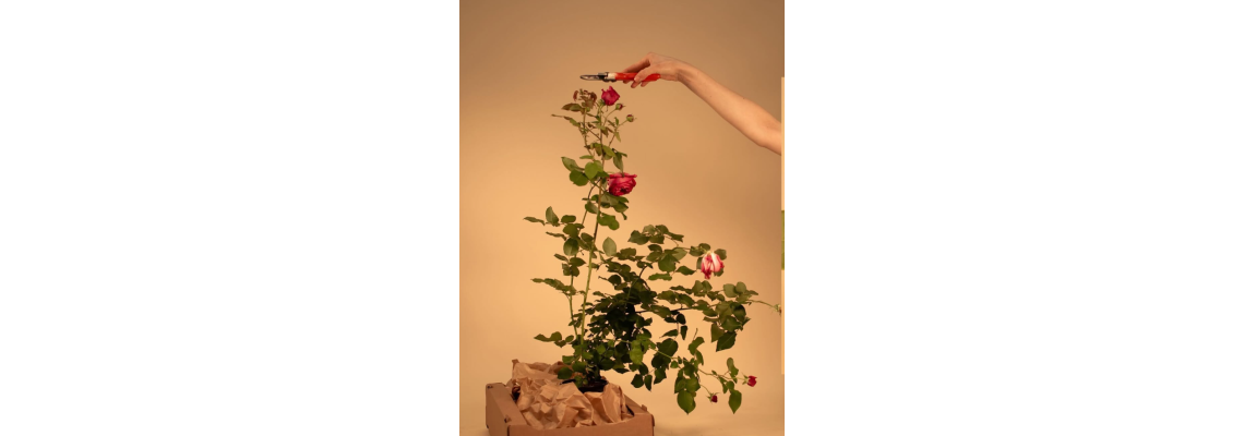 Kā pareizi formēt floribundrožu grupas stādus?
